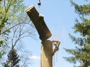 Tree Removal Hallett Cove